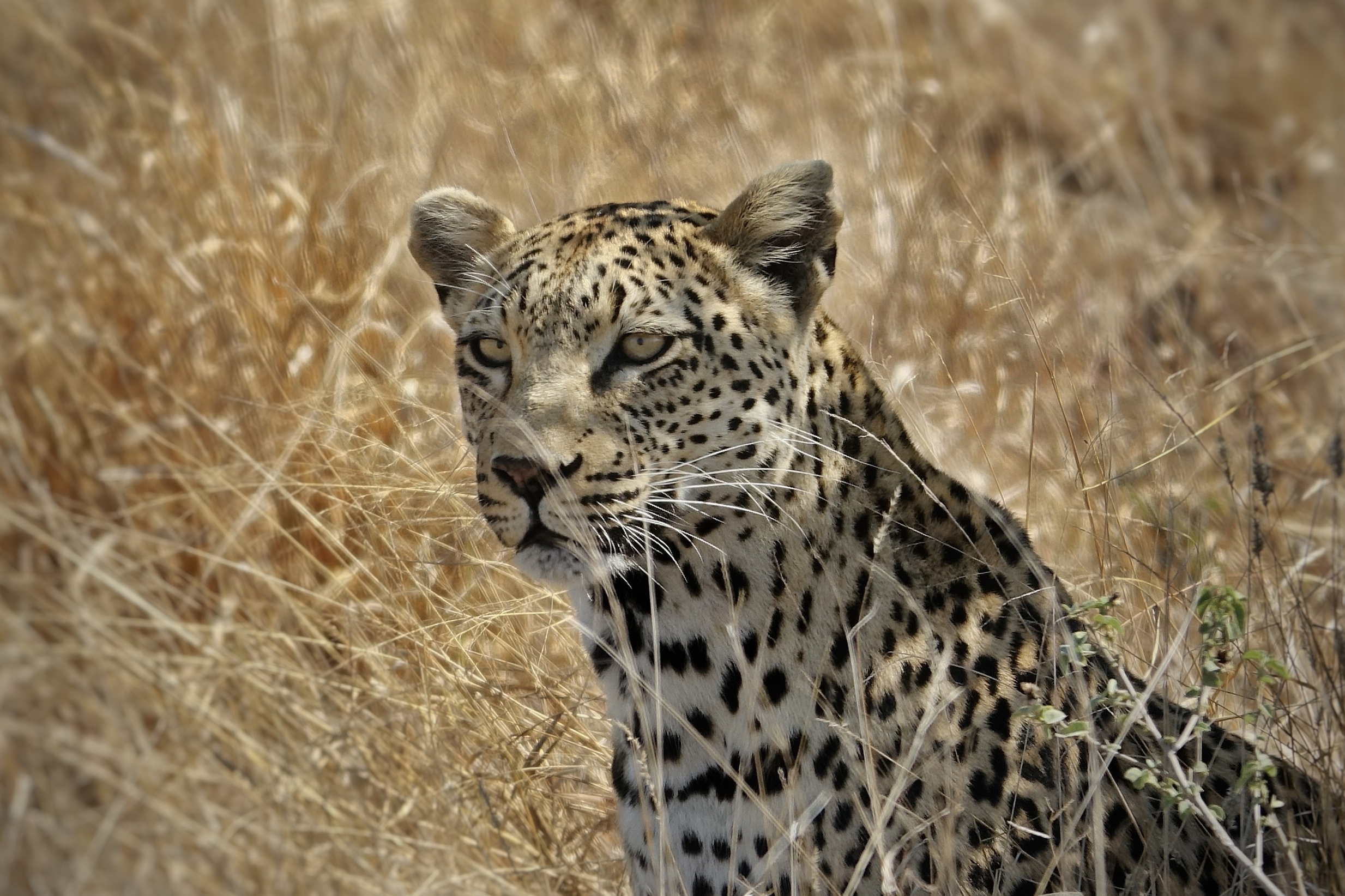 Léopard dans le parc Kruger